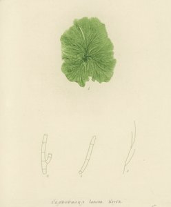 英国海草（自然印刷） 作者 英语学校